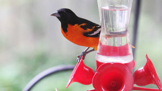 Vibrant Oriole Dining On A Hummingbird Feeder