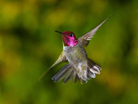 Go Organic Today! - Hummingbird Momma