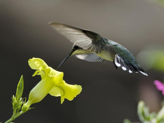 White Sugar: The Harmful Elements - Hummingbird Momma